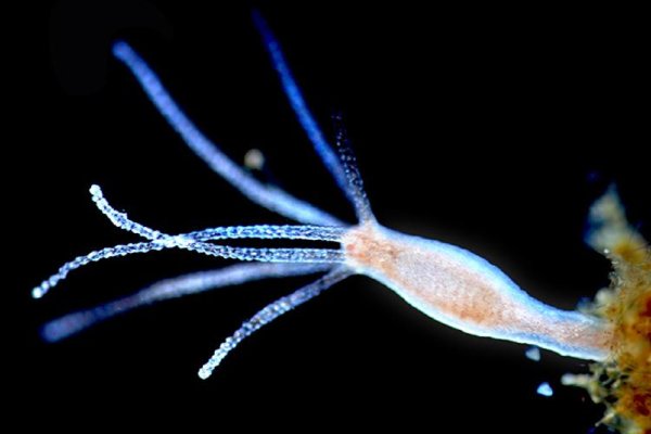 Kraken даркнет рынок ссылка