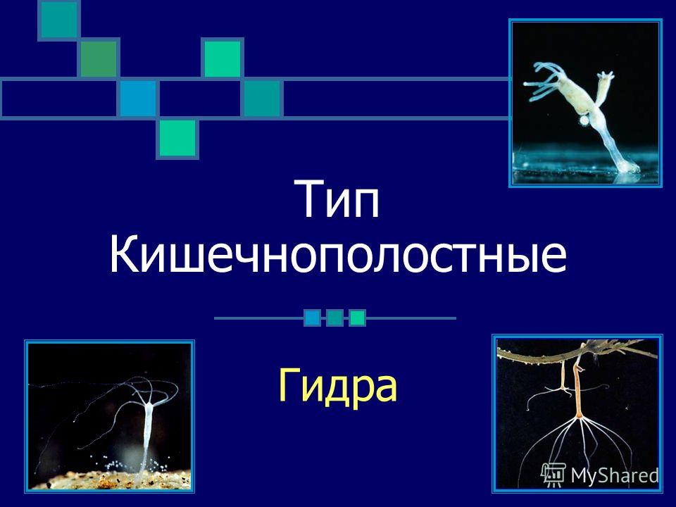 Kraken актуальное